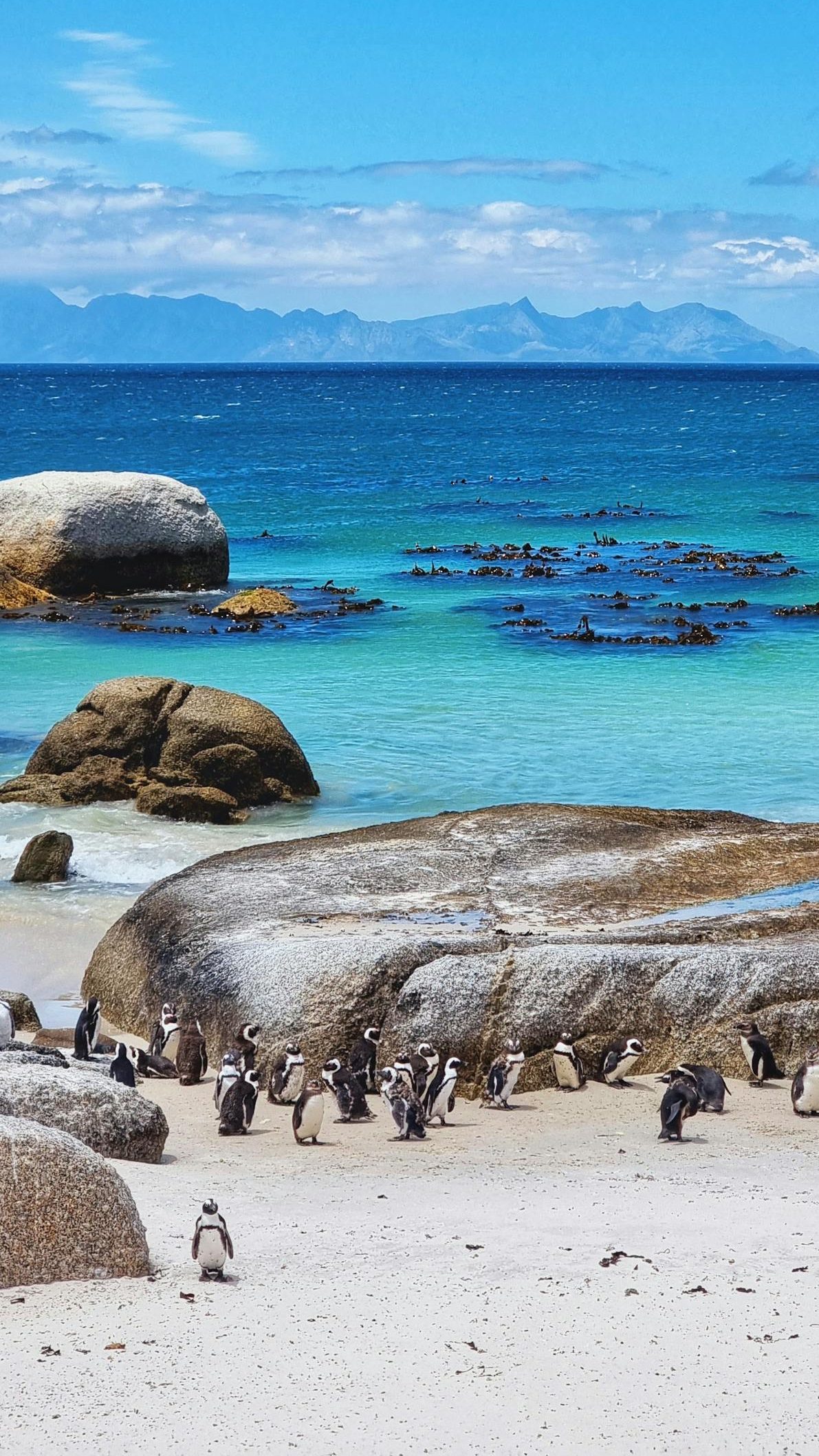 A colony of penguins huddled on the sandy shores of Boulder Beach with turquoise waters in Cape Town, South Africa.