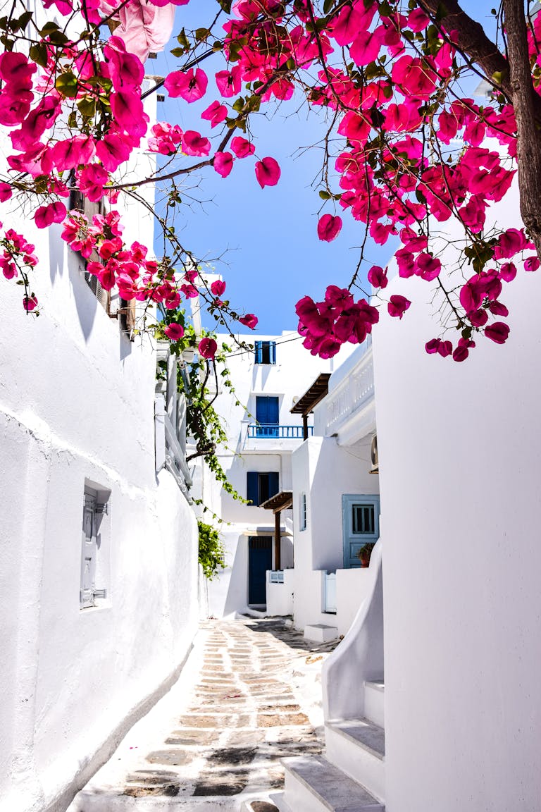 A picturesque Greek alley adorned with vibrant bougainvillea under a clear blue sky.