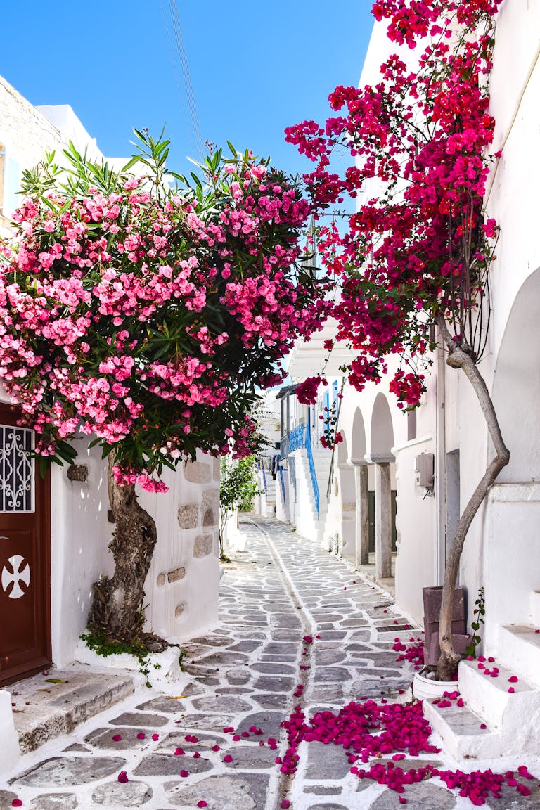 Picturesque narrow street in Paros, Greece lined with vibrant pink blossoms and classic architecture.