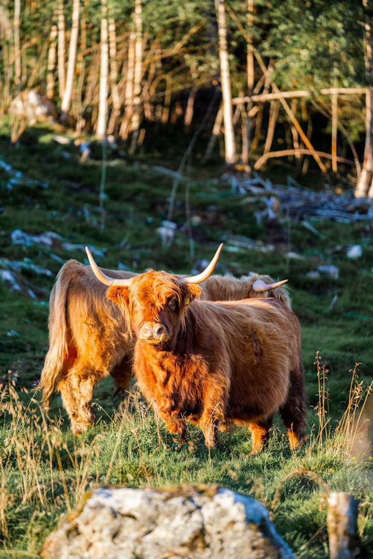 Highland cows with long horns grazing in a scenic Norwegian pasture.